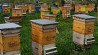 Готовый состав для обработки пчелиных ульев на основе нафтената меди Новосибирск
