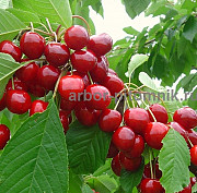 Саженцы черешни ЗКС, крупномеры черешни с землей из питомника в Подмосковье Москва