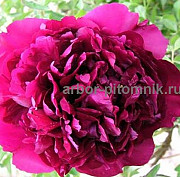 Саженцы пионов купить в Москве, пионы в горшках для посадки из интернет магазина Москва