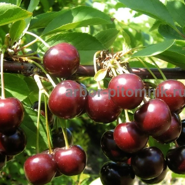 Питомник растений и крупномеров предлагает саженцы с закрытой корневой системой Москва - изображение 1