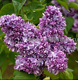 Саженцы сирени из питомника, каталог с сортами в интернет магазине Москва