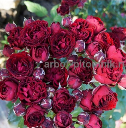 Саженцы роз из питомника с доставкой по Москве, розы в горшках Москва - изображение 1