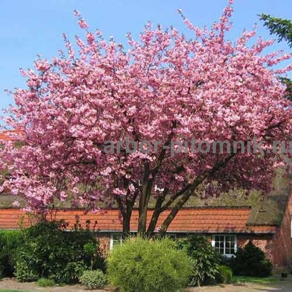 Сакура (вишня японская декоративная) в горшках для посадки купить в Москве и Подмосковье Москва - изображение 1