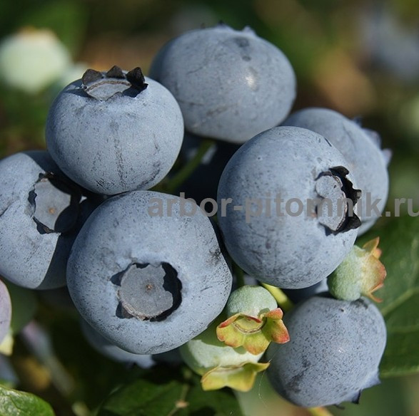 Саженцы и крупномеры голубики купить в Москве и Подмосковье с посадкой Москва - изображение 1