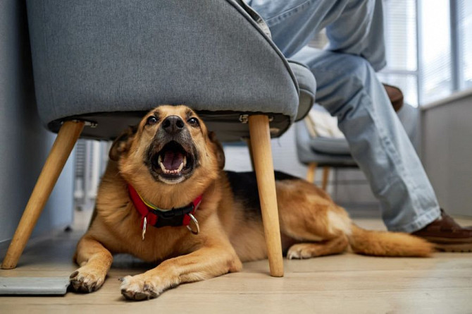 Юнивет - вет клиника Домодедово Домодедово - изображение 1